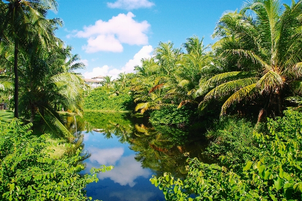 Tree forest flower lake Photo