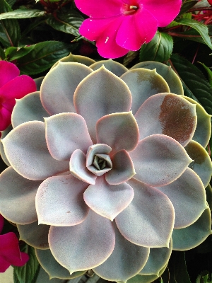 Nature cactus plant flower Photo