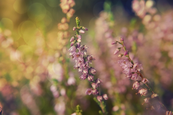 Nature branch blossom bokeh Photo