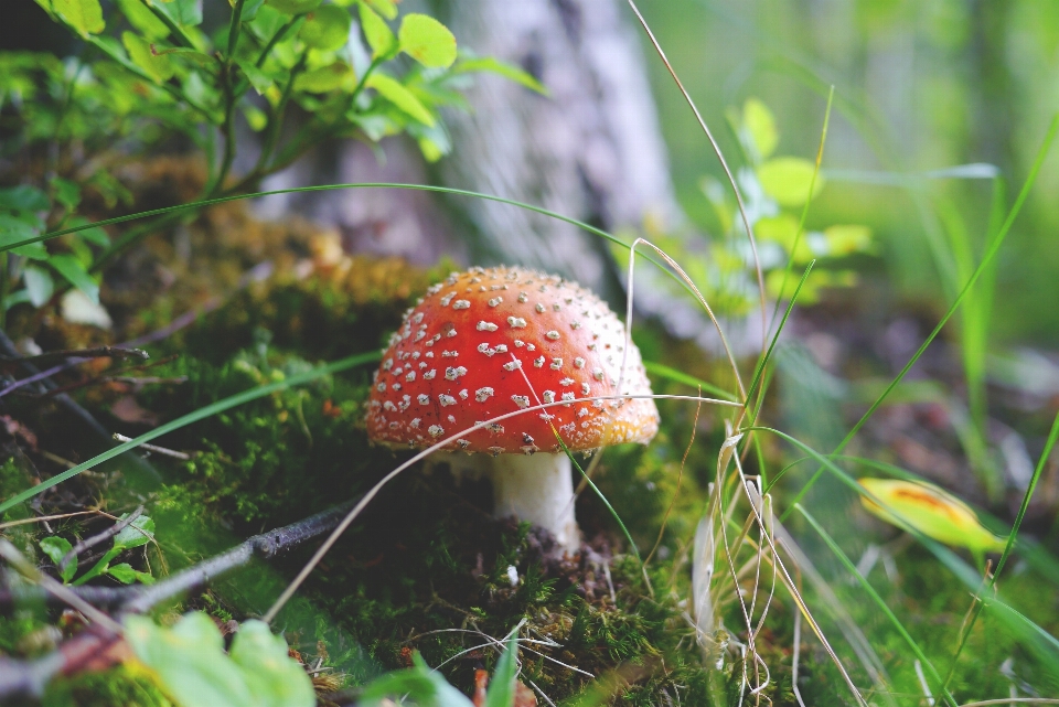 Natur wald gras wiese
