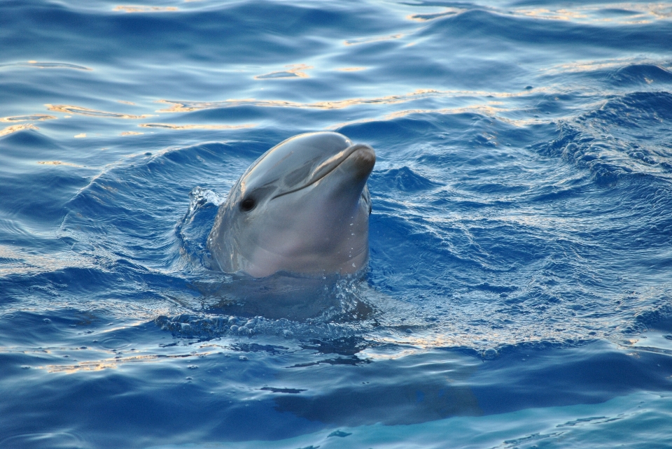 Mar água oceano animal