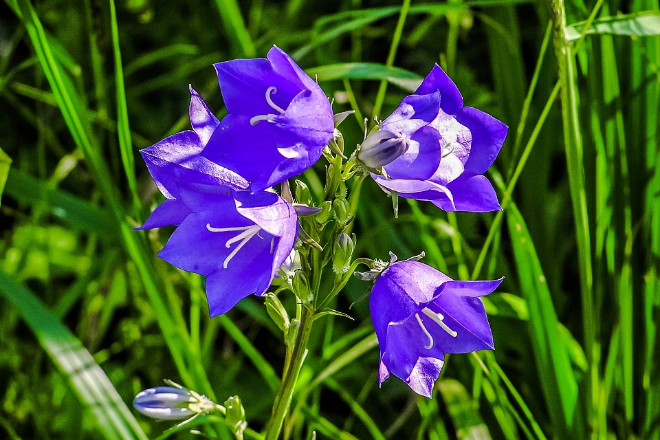 Pianta prato
 fiore botanica
