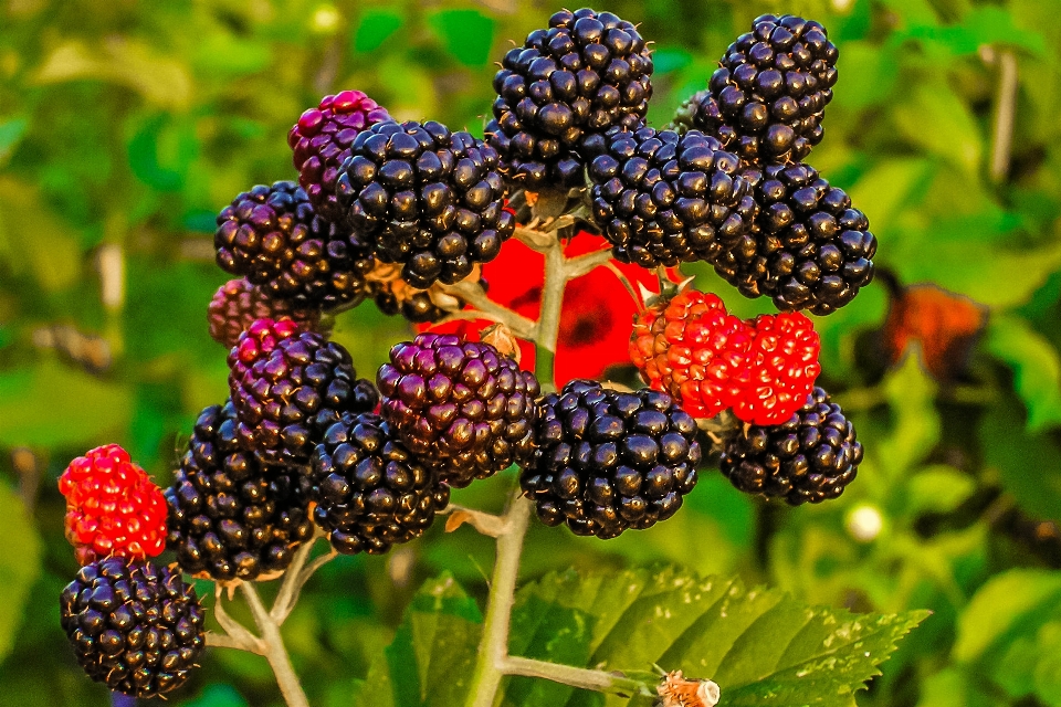 Plant fruit berry flower