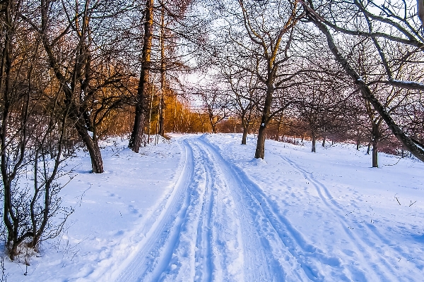 Tree forest path snow Photo