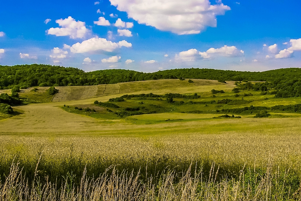 Paesaggio albero natura erba