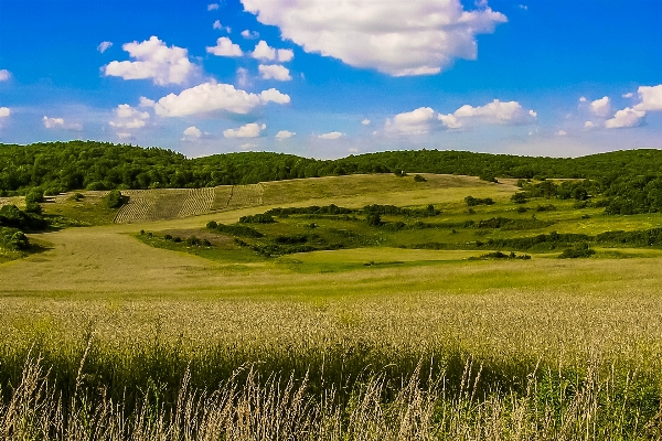 Landscape tree nature grass Photo