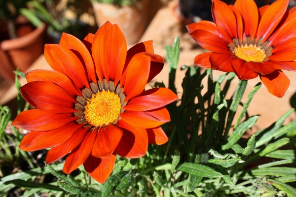 Natur anlage blume blütenblatt Foto