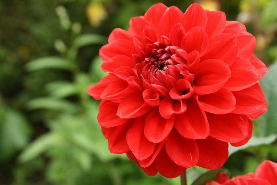 Planta flor pétalo rojo