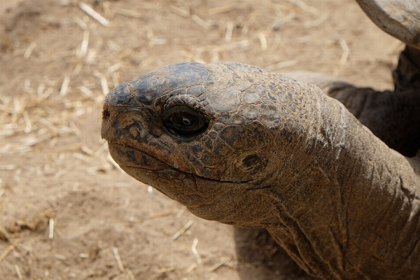 Wildlife turtle reptile iguana Photo