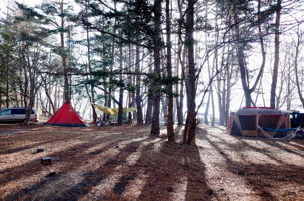 Tree forest camping season Photo