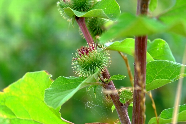 Tree nature grass blossom Photo