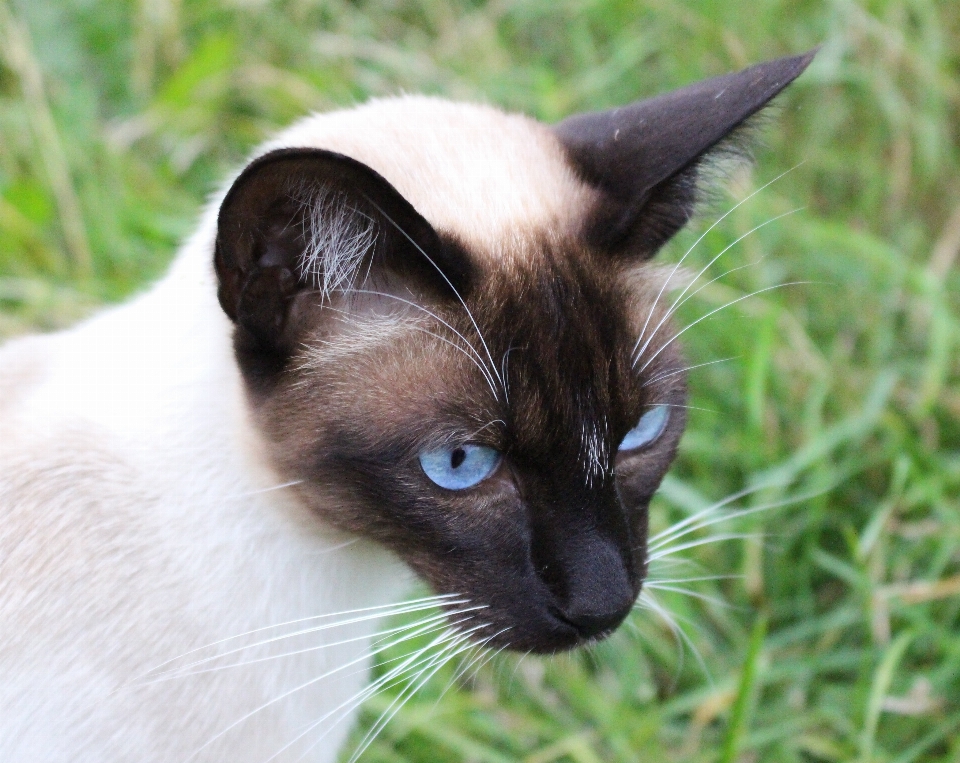 宠物 猫 哺乳动物 蓝色的