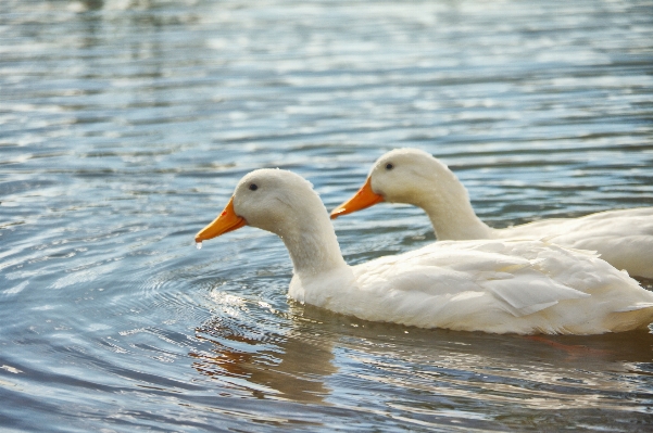 Water bird wing lake Photo