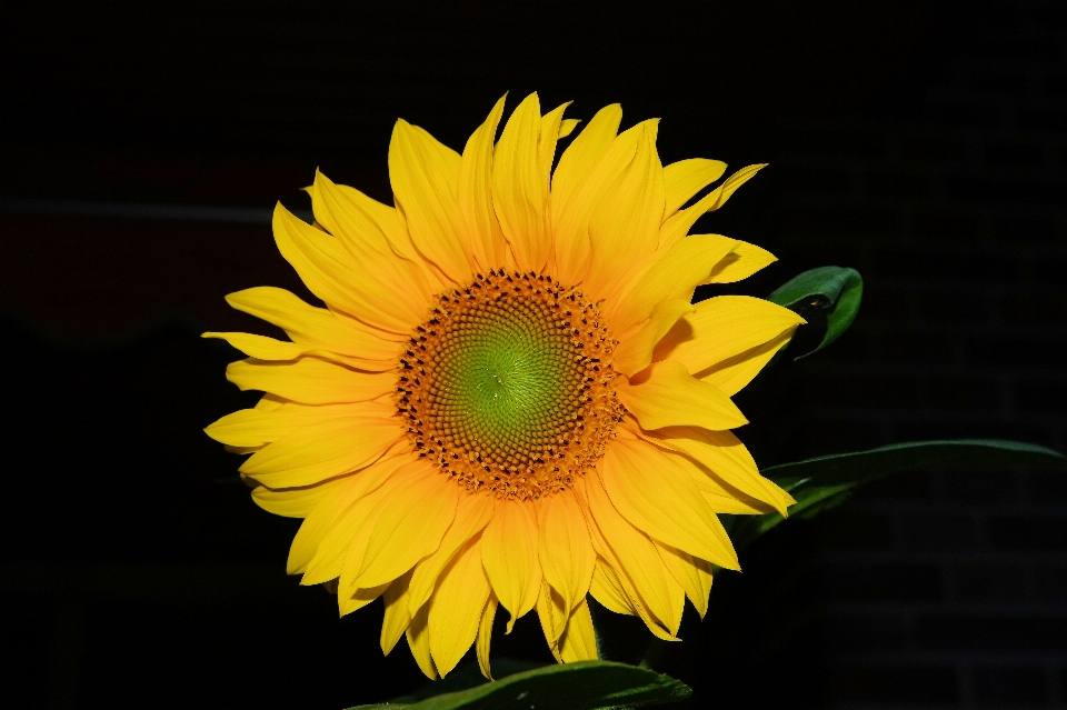 Nature blossom structure plant