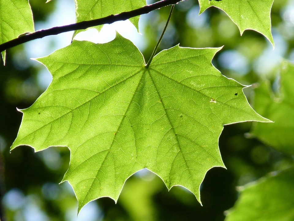 Drzewo natura las oddział