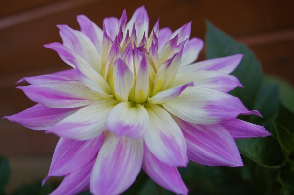 Nature blossom plant white Photo