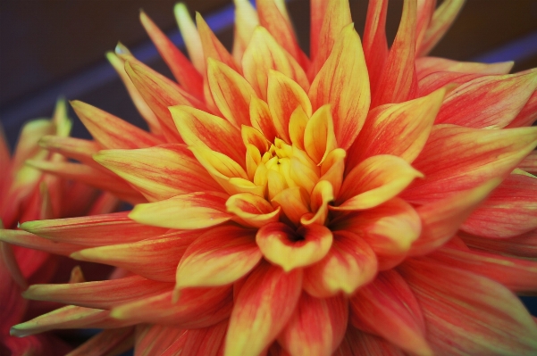 Nature blossom plant flower Photo