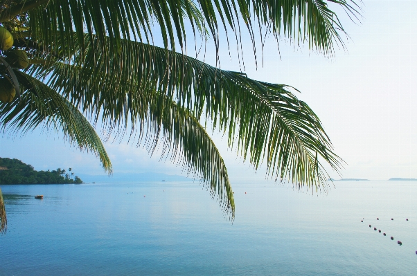 Beach sea coast tree Photo