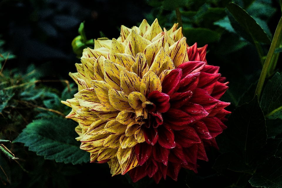 自然 花 植物 花弁