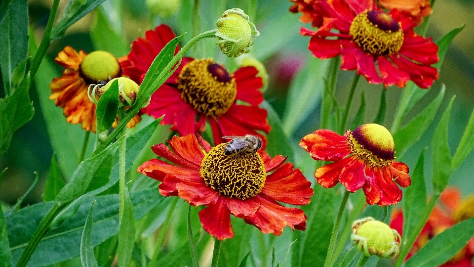 Florescer plantar flor pétala