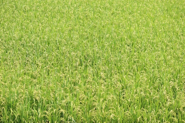 Grass plant field lawn Photo