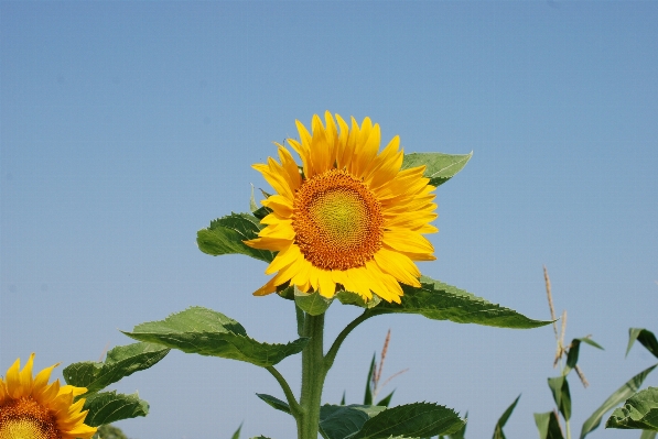 Nature plant sun field Photo