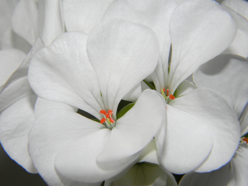 Florescer plantar branco flor