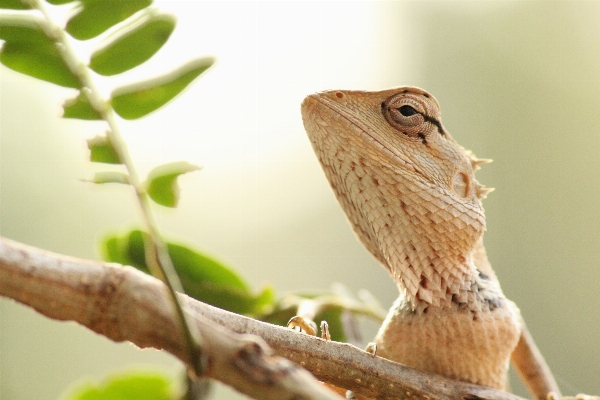 Branch animal wildlife green Photo