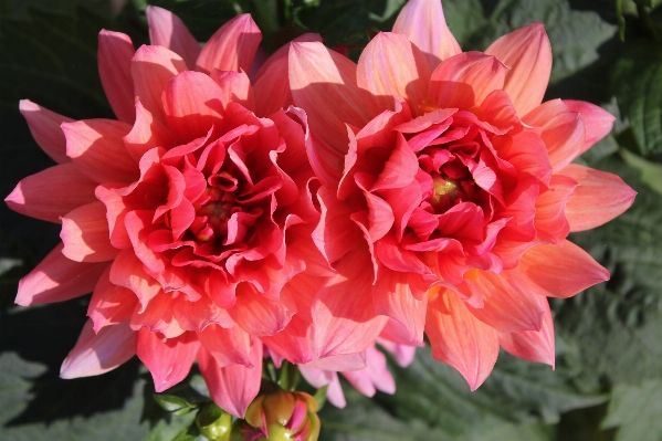 Blossom plant flower petal Photo