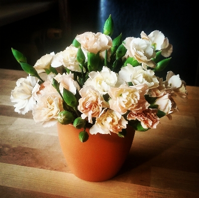 Plant flower petal bouquet Photo