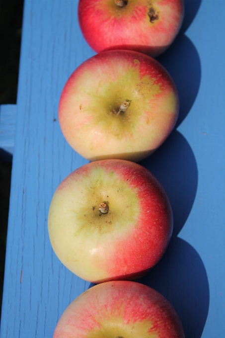 Apple tanaman buah bunga