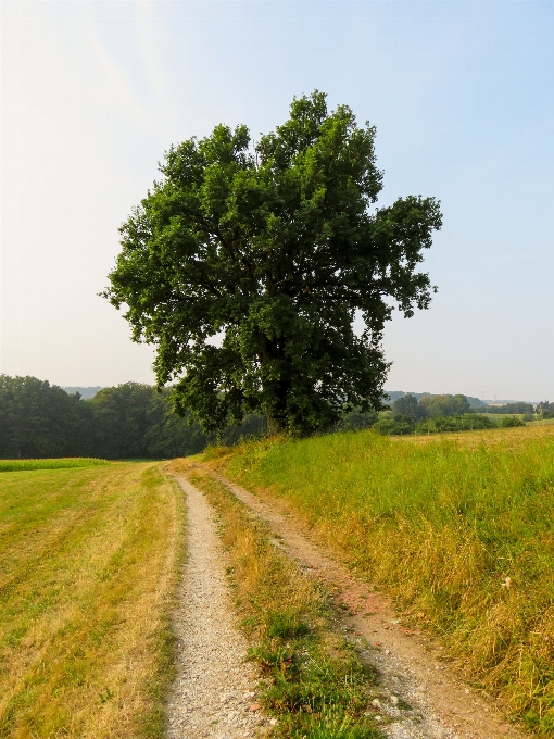 Paisaje árbol naturaleza césped