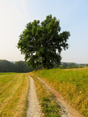 Landschaft baum natur gras Foto