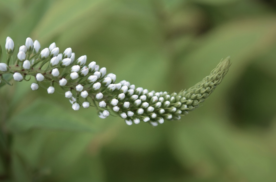 Natureza grama filial florescer