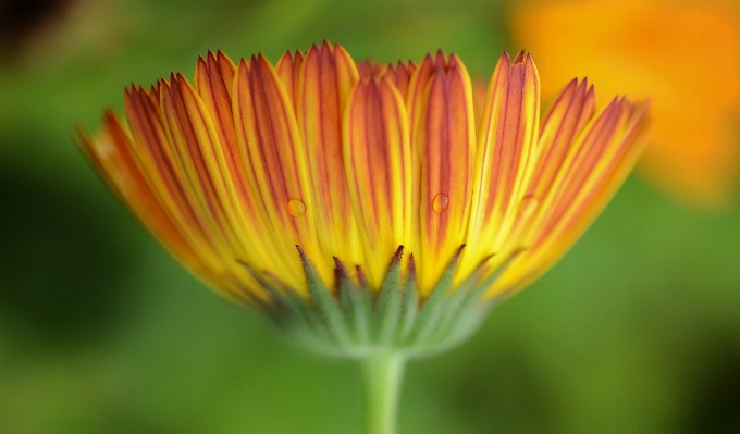 Nature blossom plant photography Photo