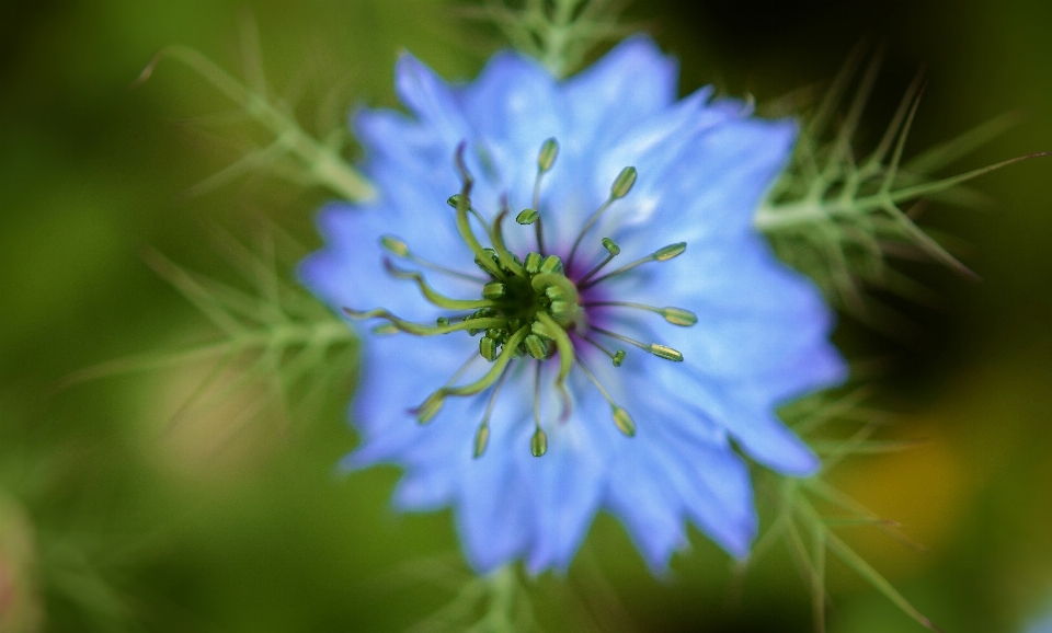 Natur blüte anlage fotografie