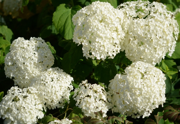 Nature blossom plant flower Photo