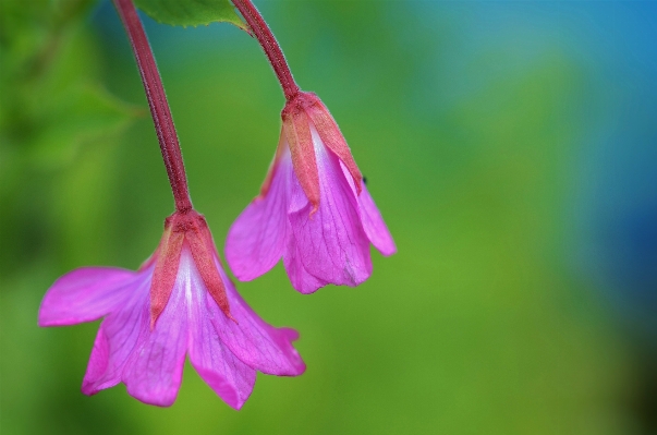 Nature blossom plant photography Photo