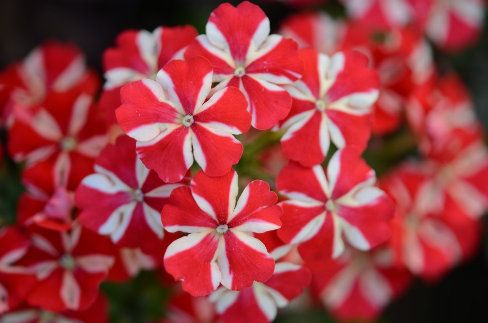 自然 花 植物 葉