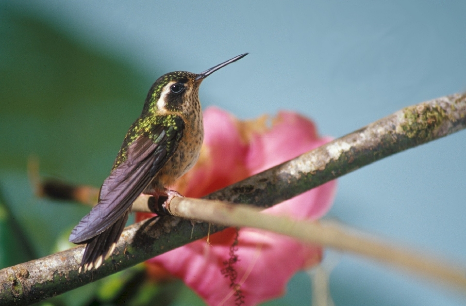 Natur zweig vogel blume