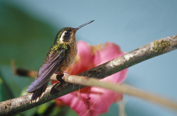 Nature branch bird flower Photo