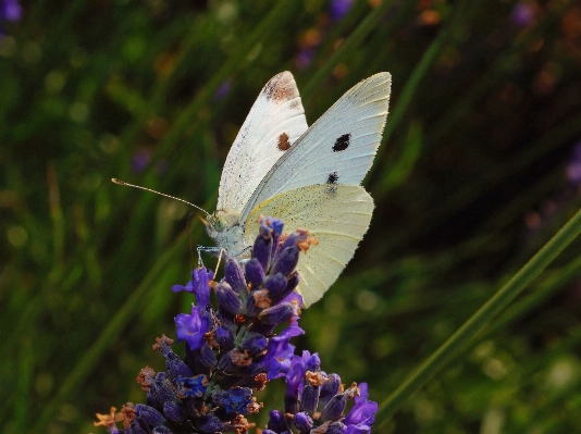 Foto Natureza grama florescer asa