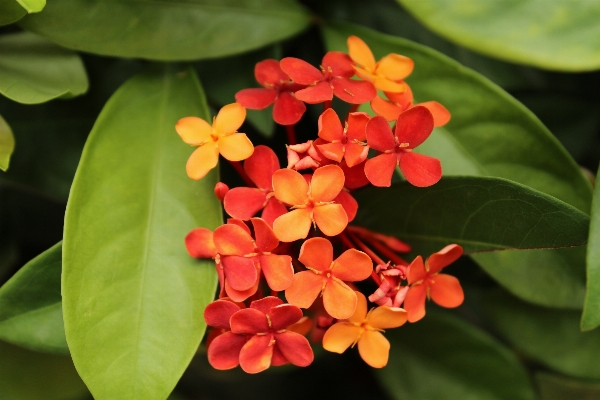 Nature plant leaf flower Photo