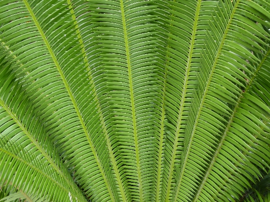 Tree branch plant leaf Photo