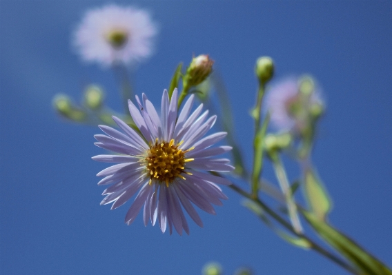 花 植物 空 草原
 写真