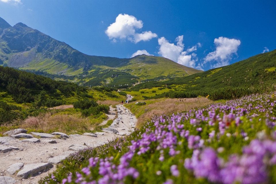 Krajobraz natura trawa pustynia
