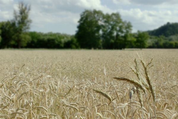 Landscape nature grass plant Photo