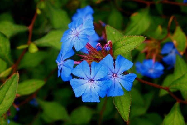 自然 花 植物 葉 写真