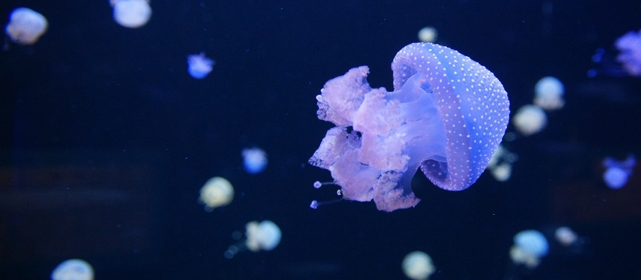 Underwater biology jellyfish blue Photo