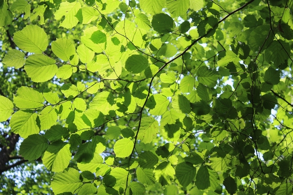 Foto Pohon alam hutan cabang